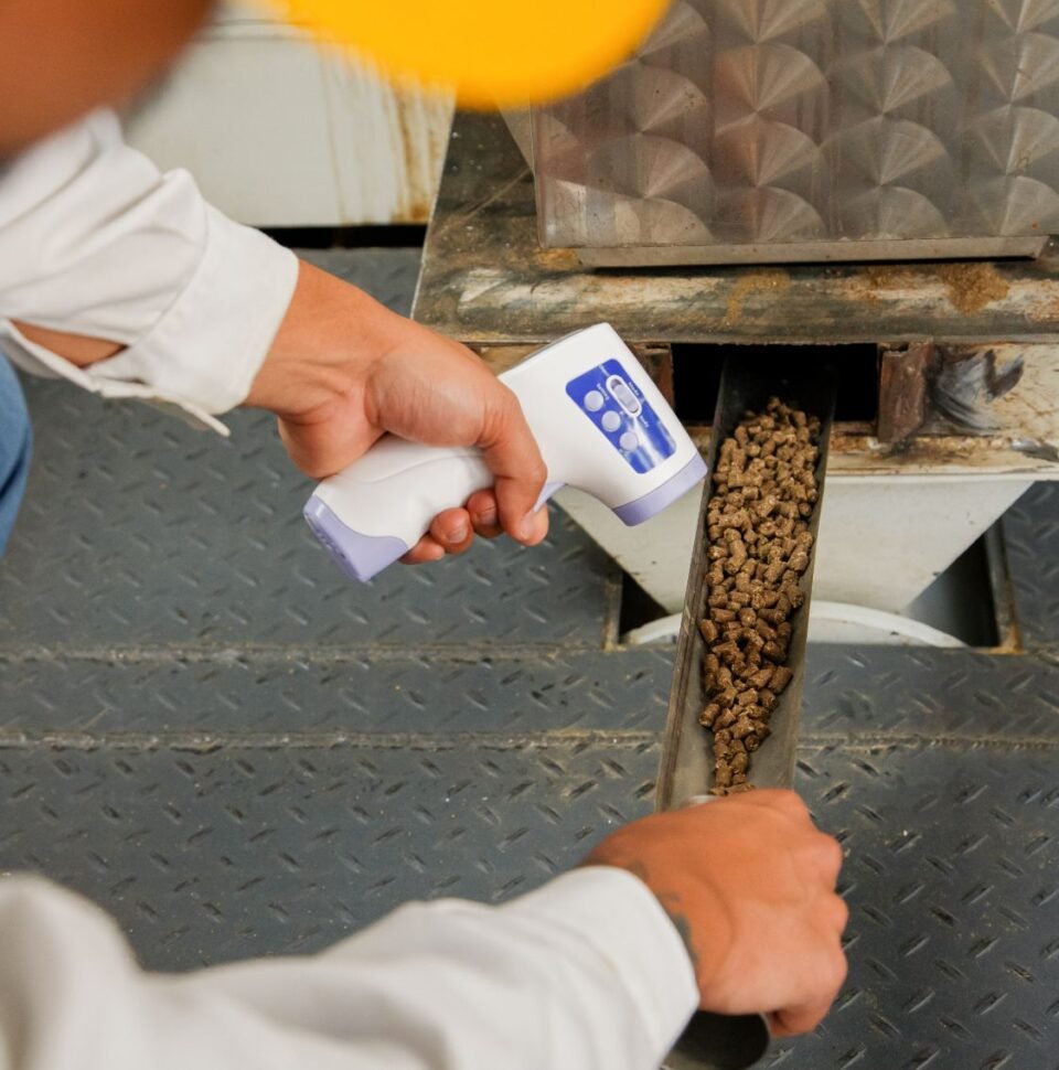 Quisque id maximus leo