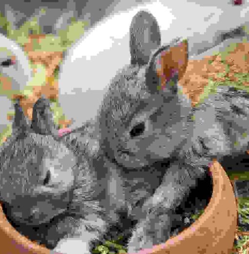 Proin venenatis felis