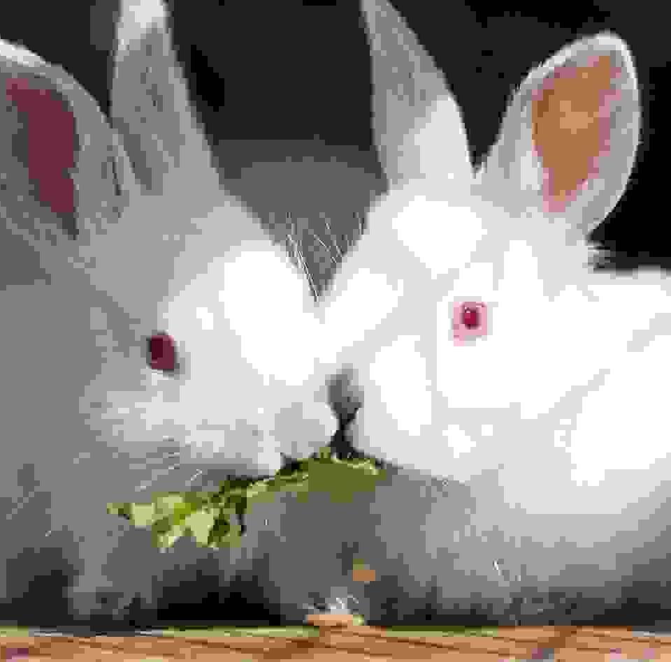 Cras tristique purus non lacus