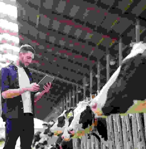 Vestibulum pellentesque metus