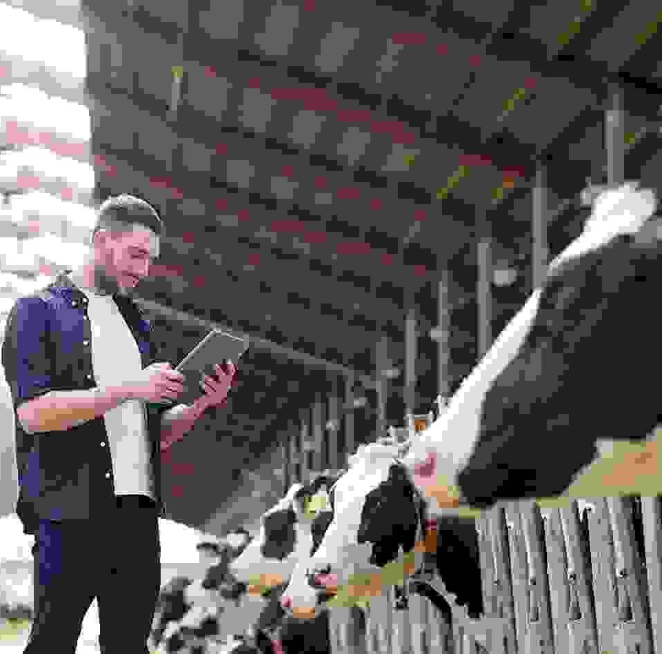 Vestibulum pellentesque metus