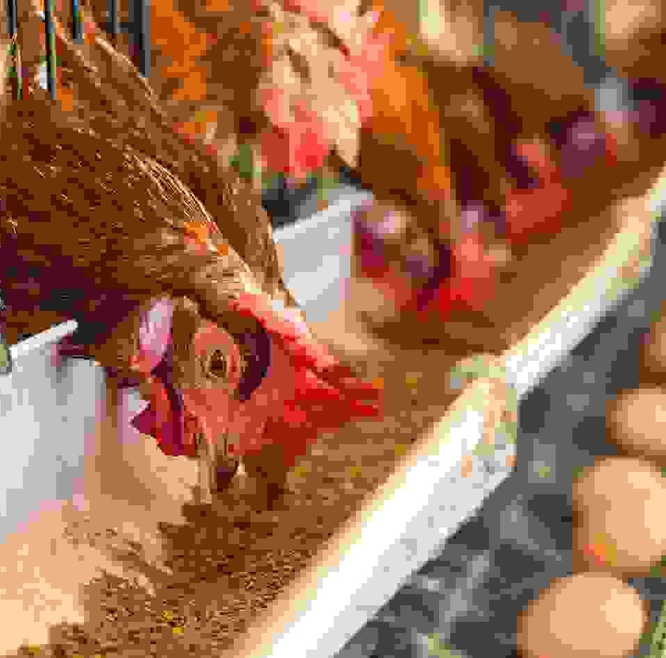 Duis fermentum felis